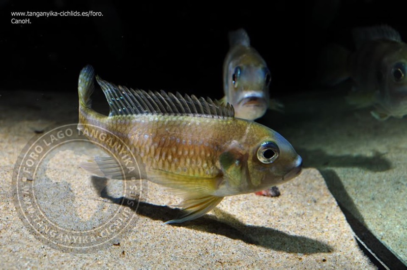 Limnochromis auritus